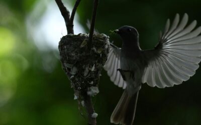 A Mother’s Song: The Power of Lullabies